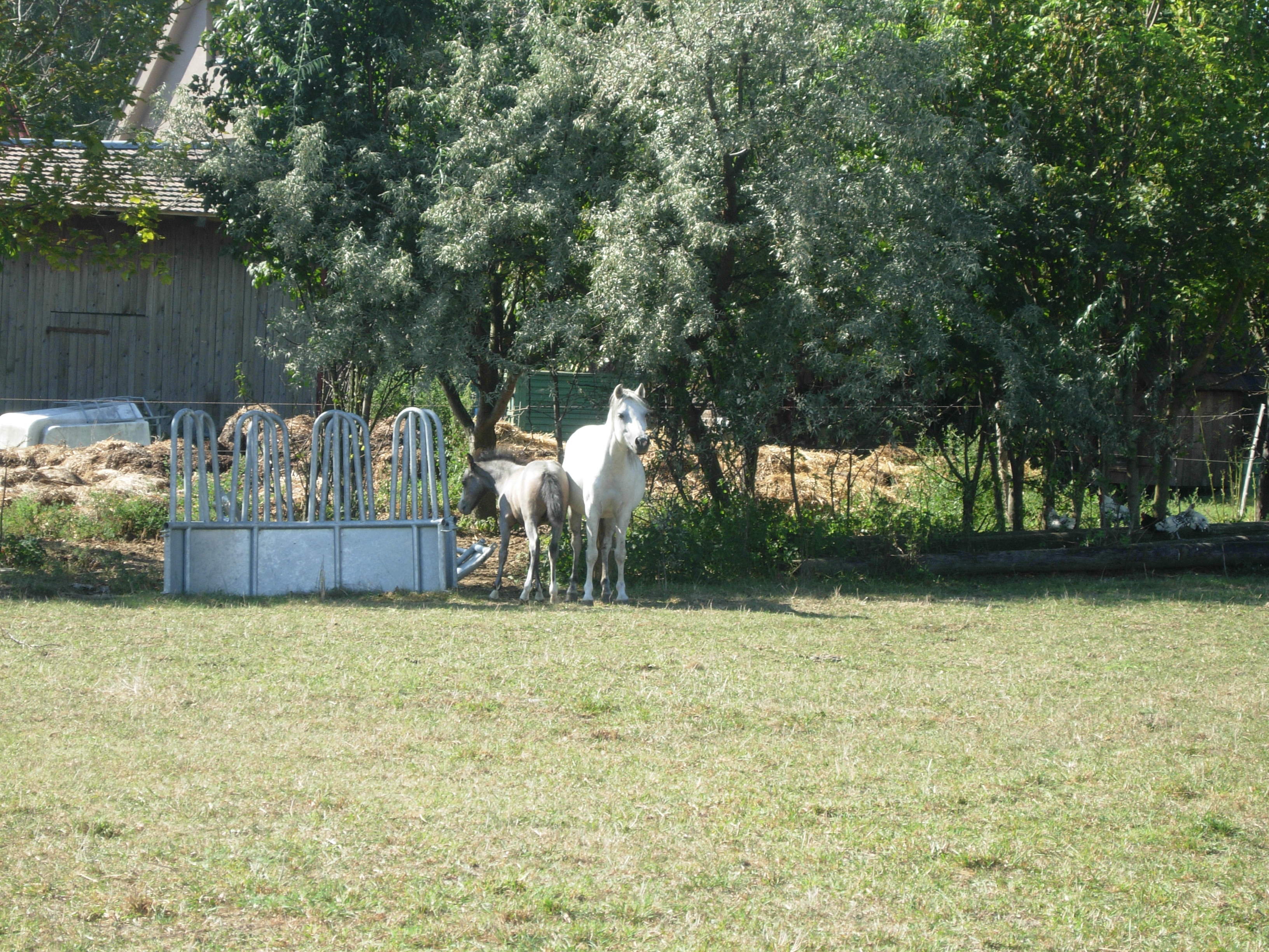 DSCN2939